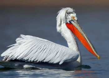 Pellicano Riccio Nella Laguna Di Karavasta fb