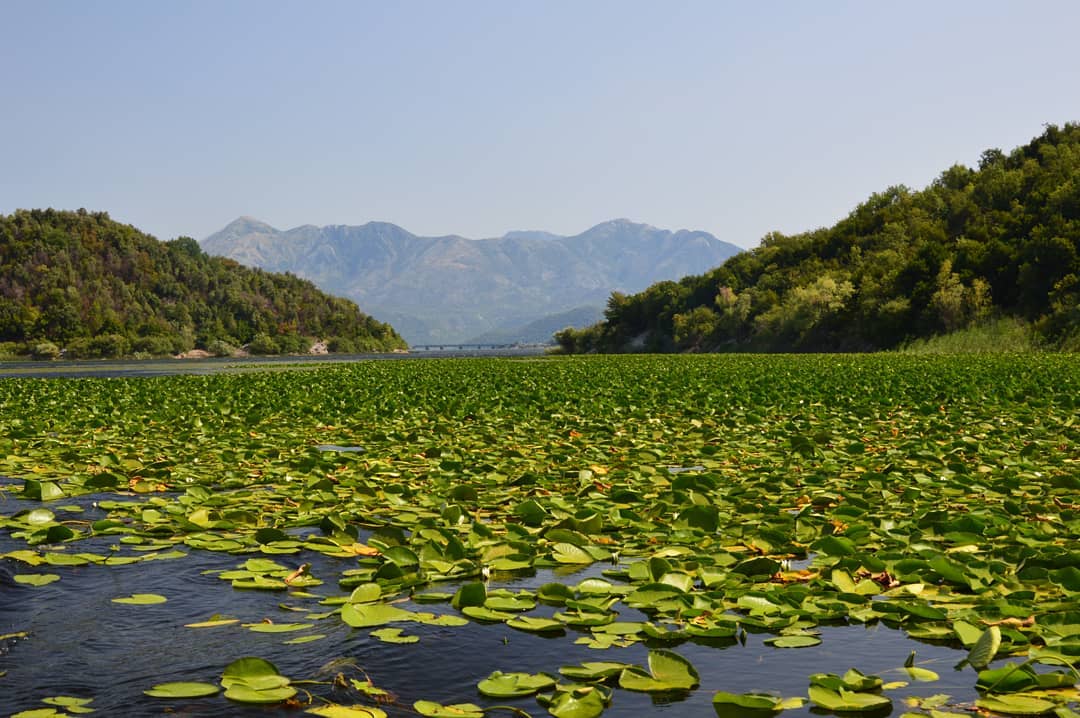 Flora Del Lago Di Scutari