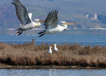 Parco nazionale Divjakë-Karavasta, Albania