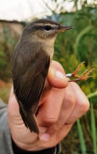 Il LuÏ scuro (Phylloscopus Fuscatus) Albania Orikum Valona