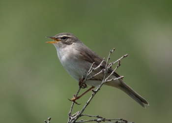 Il LuÏ scuro avvistato per la prima volta in Albania