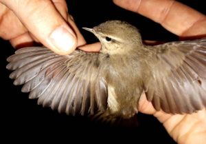 Il LuÏ scuro (Phylloscopus Fuscatus) Albania Orikum Valona