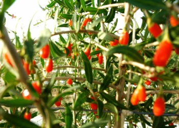 Karavasta Agro Iliria Group