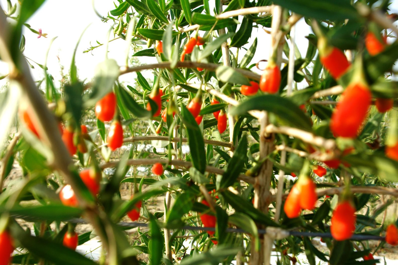 Karavasta Agro Iliria Group