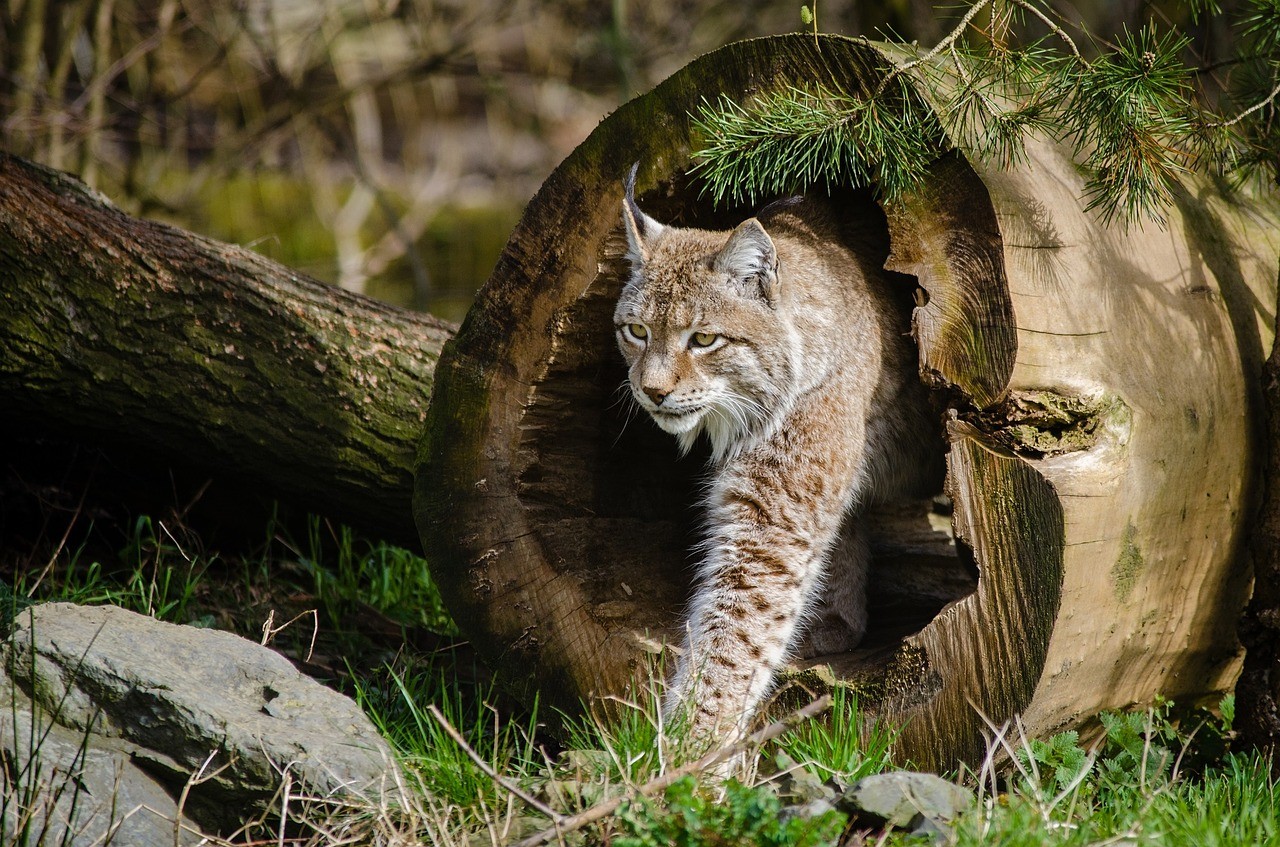 La lince dei Balcani nella regione montuosa di Munella